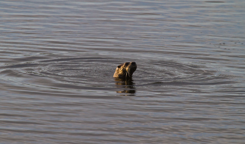 River Otter